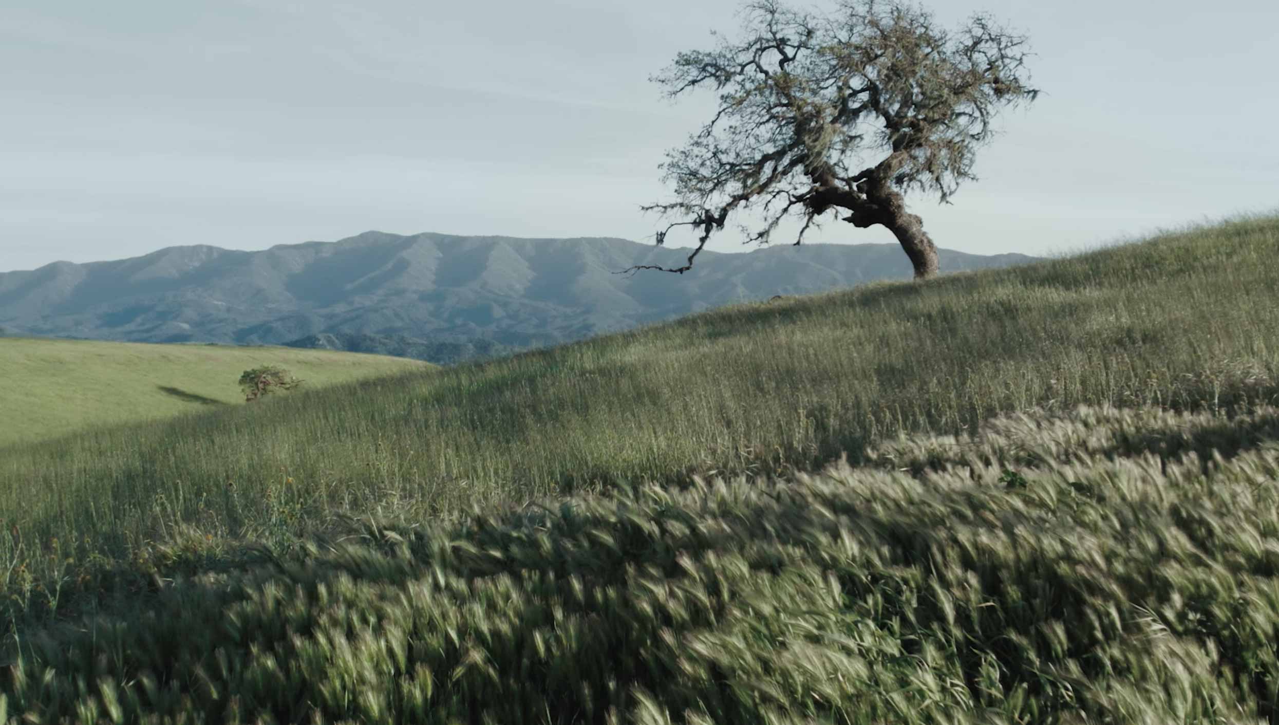 Slide background: Rolling grass hills with mountains in the background and a solitary oak tree in the mid-distance.