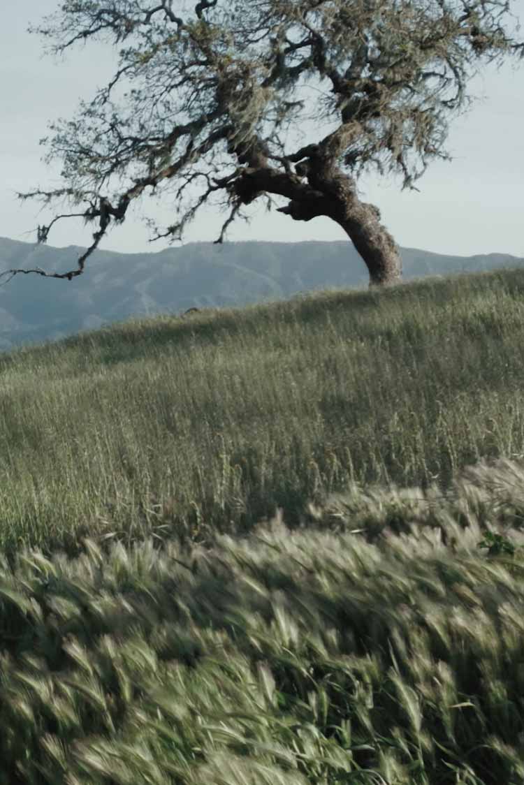 Mobile slide background: Rolling grass hills with mountains in the background and a solitary oak tree in the mid-distance.