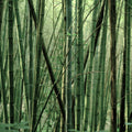 Banbū in Banbū in Forest image 4