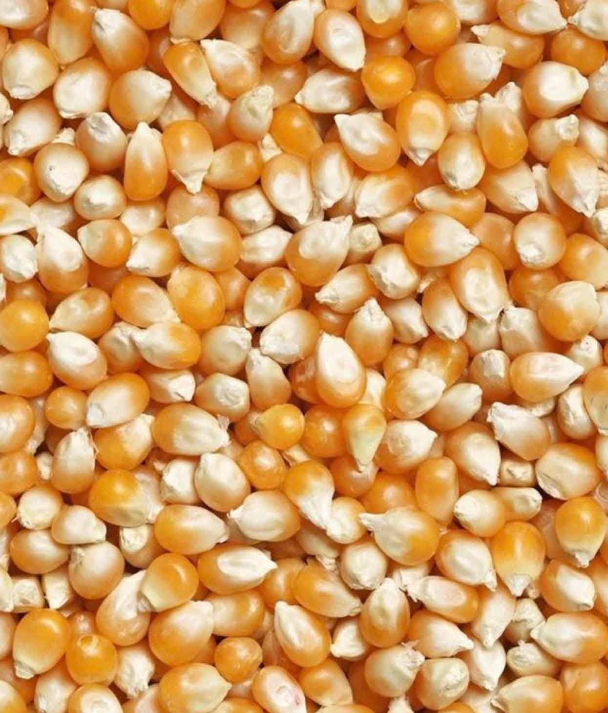 Corn